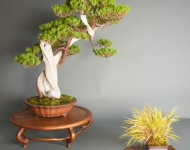 Genévrier - Juniperus foemina