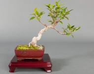 Ficus - Ficus retusa
