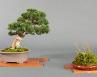 Genévrier de Chine - Juniperus chinensis