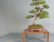 Juniperus