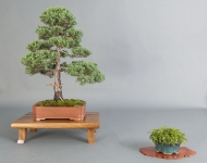 Juniperus chinensis 'Sargentii'