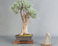 Juniperus scopulorum 'Moffetii Blue'