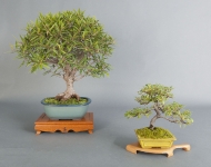 Ficus Neriifolia