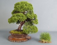 Juniperus chinensis 'Itoigawa Shimpaku'