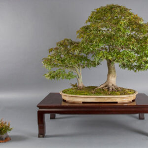 Acer Palmatum