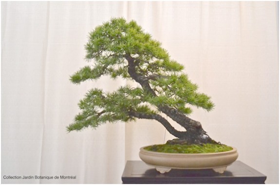 Pinus Banksiana