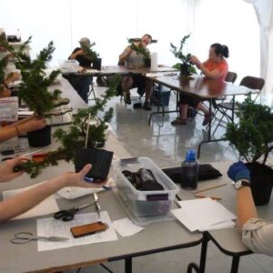 Concours des nouveaux talents, N1
