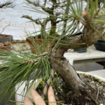 Conférence " Comment j'ai découvert les pins noirs" avec Marie-Claude Tessier