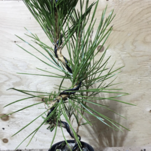 Atelier sur les Pins noirs